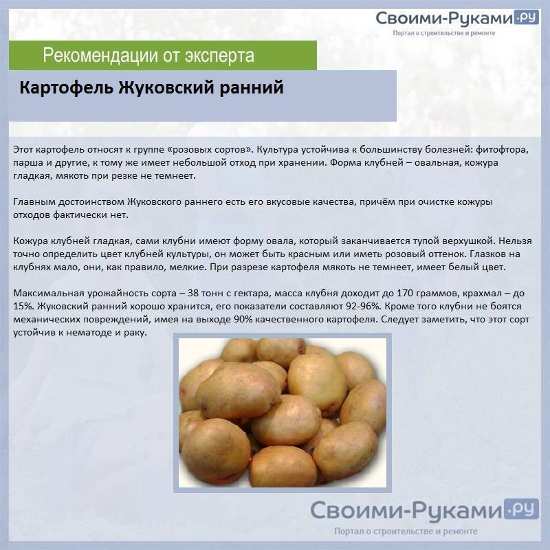 Картофель жуковский ранний: описание и характеристика сорта, особенности выращивания, хранение, фото, отзывы