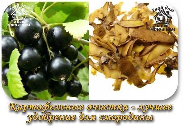 Подкормка картофельными очистками
