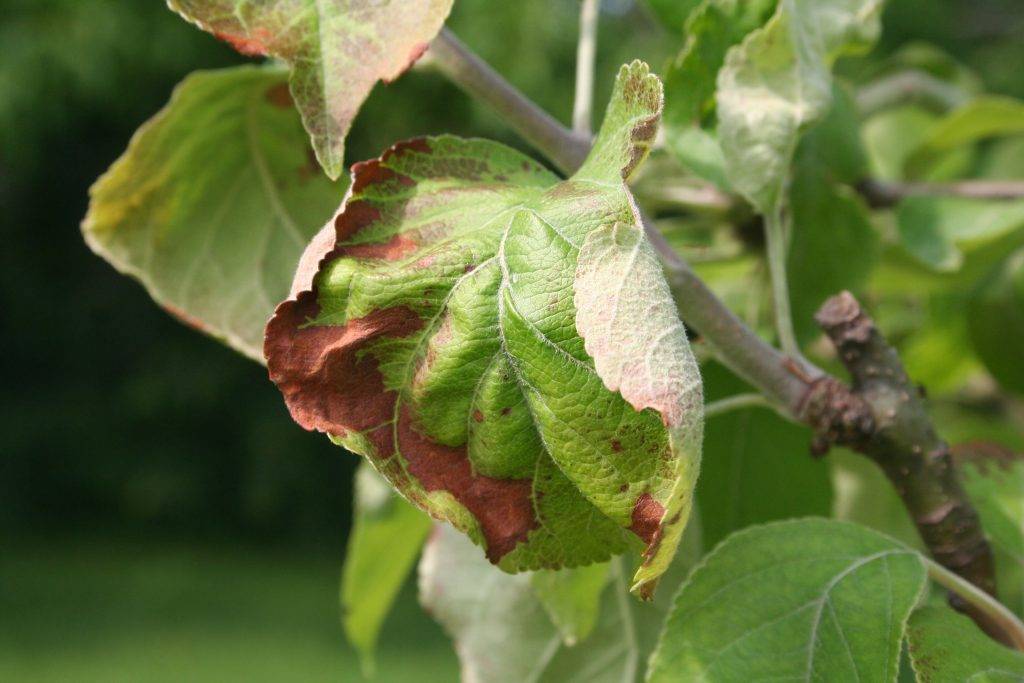 19 болезней яблонь: коричневые пятна на листьях, бурая пятнистость, ржавчина, чем обработать и как лечить