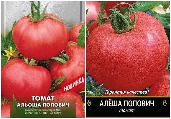 Описание томат «алеша попович»: отзывы и фото от тех кто сажал – все о томатах. выращивание томатов. сорта и рассада.