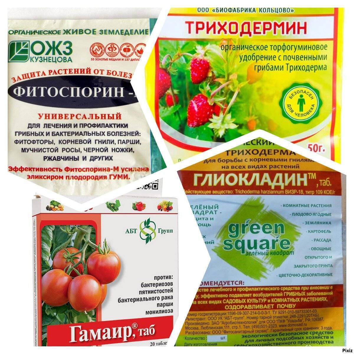 Фитоспорин м: инструкции по применению пасты, порошка и жидкого фитоспорина на томатах, огурце и других культурах. отзывы