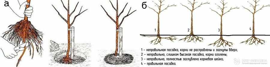 Схема посадки саженцев черешни