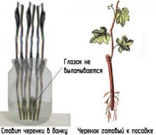 Черенкование винограда весной для начинающих в картинках пошагово