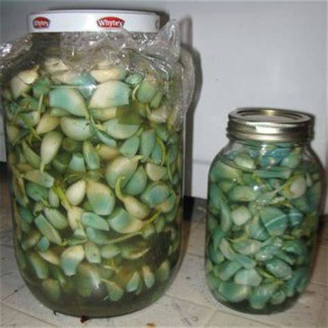 Почему посинел и позеленел чеснок в маринованных помидорах, грибах, в банках с маринованными и консервированными огурцами, при жарке, запекании, в маринаде, соленьях, на продуктах, засолке сала: причи