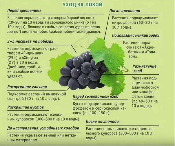 Пищевая сода для винограда: обработка почвы, опрыскивание растений и другие виды применения + рецепты с йодом, марганцовкой, мылом и нашатырным спиртом