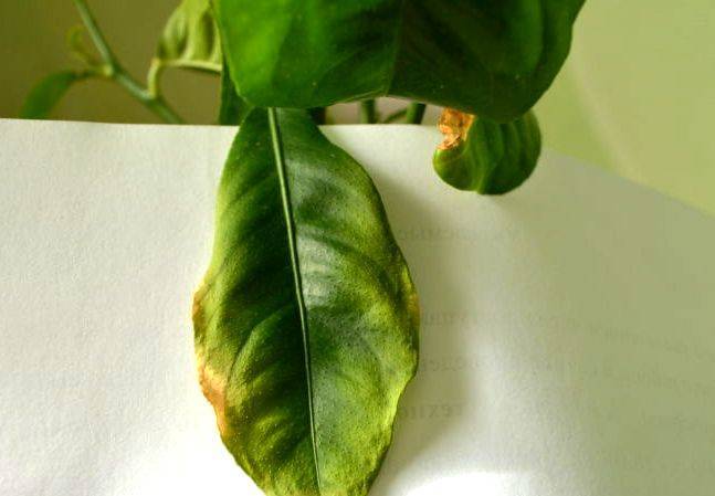 Почему у лимона скручиваются листья: возможные причины и что делать, чтобы спасти комнатное растение