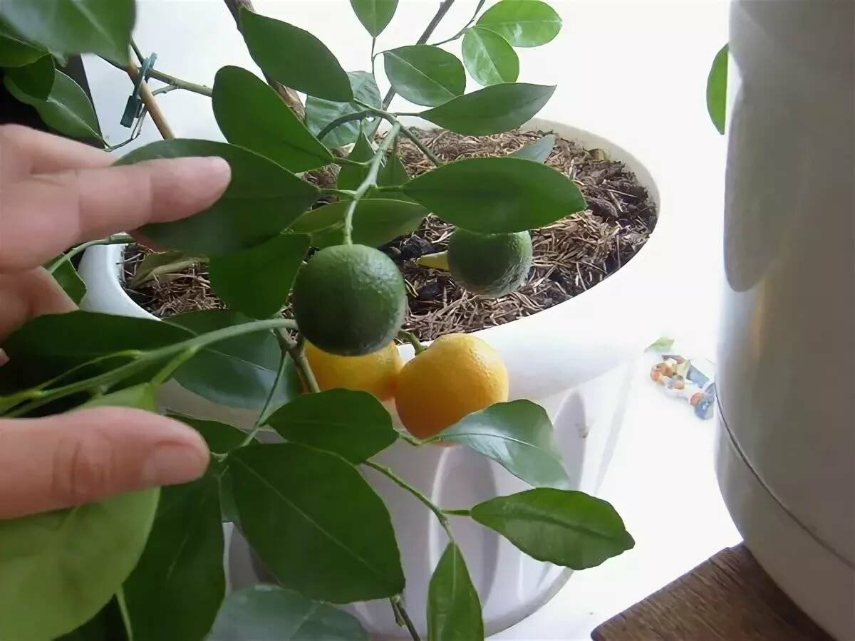 Что делать и как заставить лимон цвести, лучшие методы для улучшения плодоношения