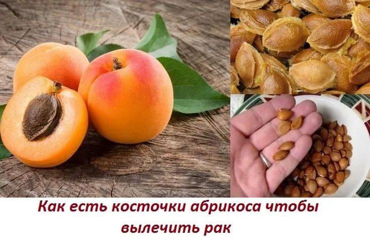 Польза косточек абрикоса и применение