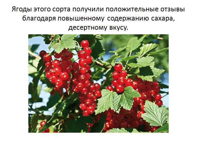 Красная сахарная смородина; описание куста, листьев, плодов и цветов; применение этого сорта; особенности выращивания и ухода