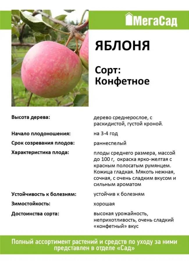 Яблоня штрейфлинг: фото и описание сорта, отзывы