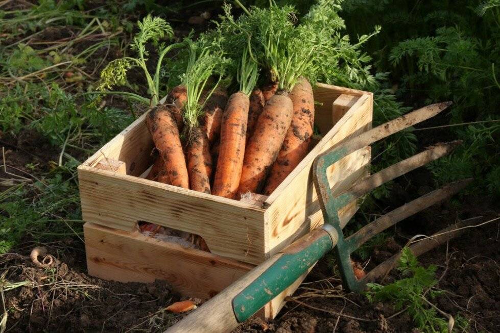Когда убирать морковь с грядки на хранение в 2023 году по лунному календарю: самые благоприятные дни чтоб выкапывать морковь в подмосковье и московской области, на урале и в сибири, ленинградской области