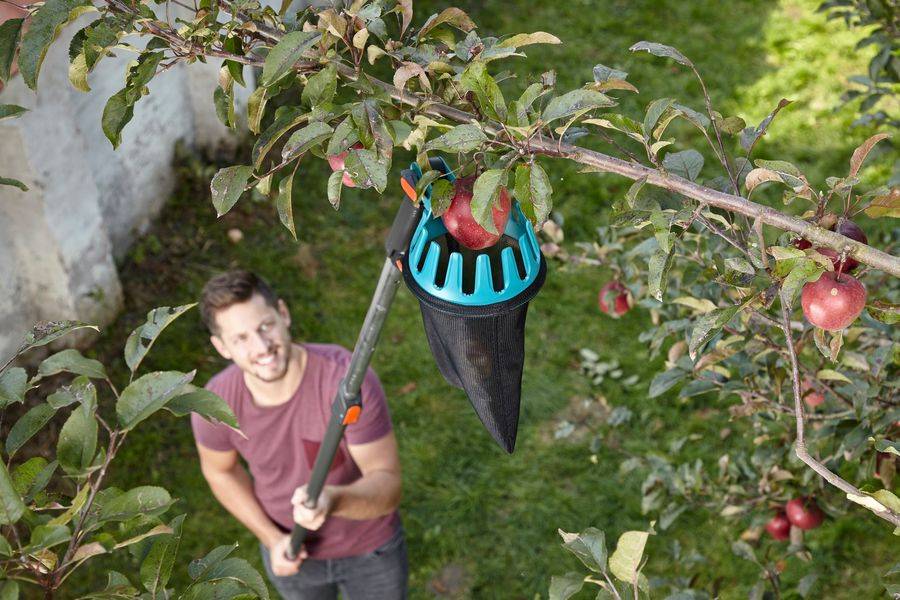 Как и чем снимать плоды фруктов с деревьев? плодосъемник