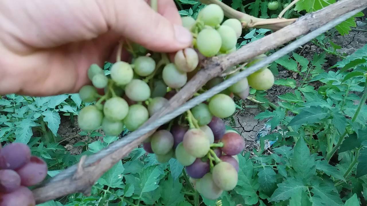 Виноград сорта анюта – шедевр любительской селекции