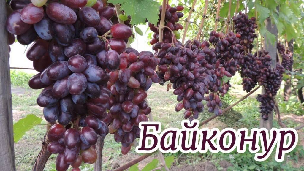 Виноград «байконур» — сорт с красивыми ягодами