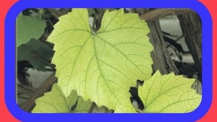 Инфекционный хлороз винограда описание с фотографиями