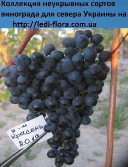Характеристика и описание сорта винограда красень