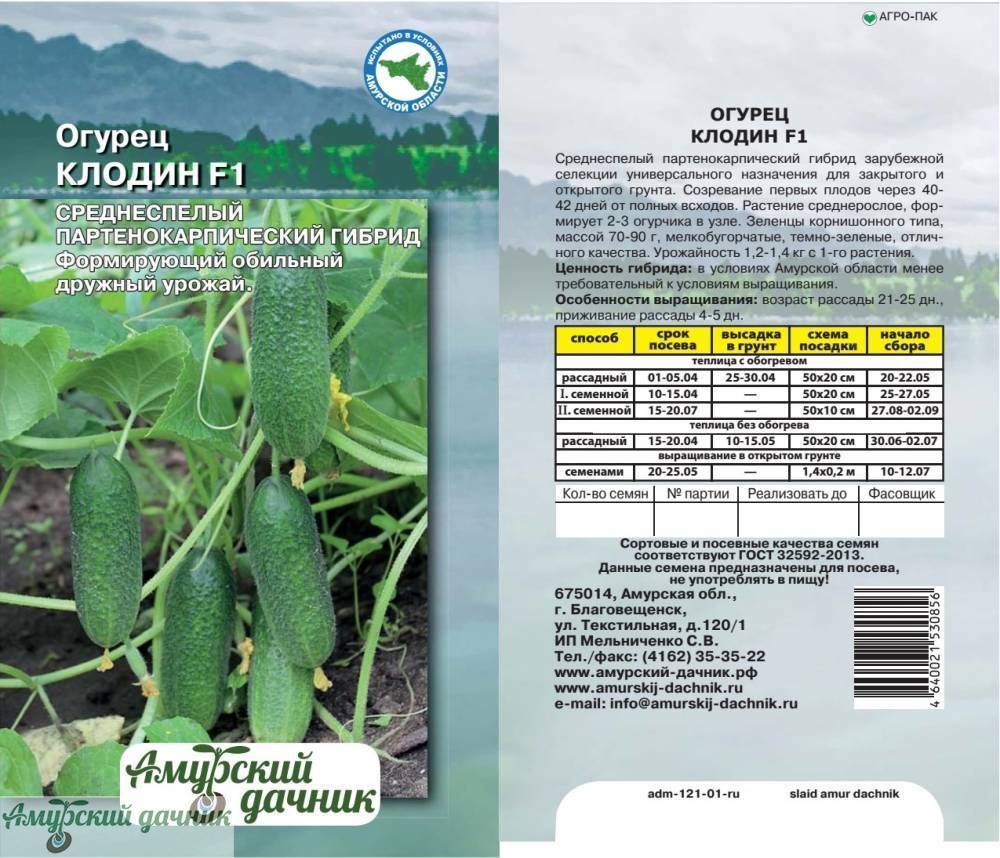 Сорт огурцов директор f1 — подробное описание и правила выращивания