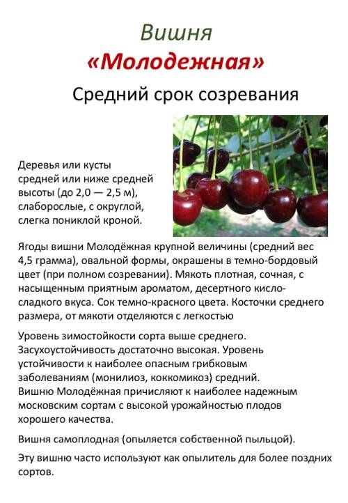 Лучшие самоплодные и низкорослые сорта черешни для выращивания в средней полосе россии посадка и уход