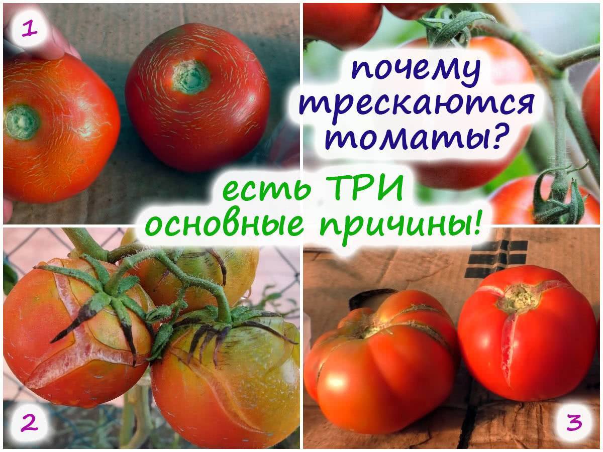 Почему трескаются помидоры в открытом грунте и теплице при созревании