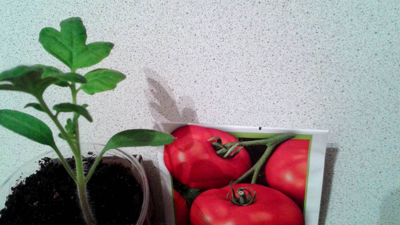 Выращивание помидоров по методу маслова: в чем его секрет