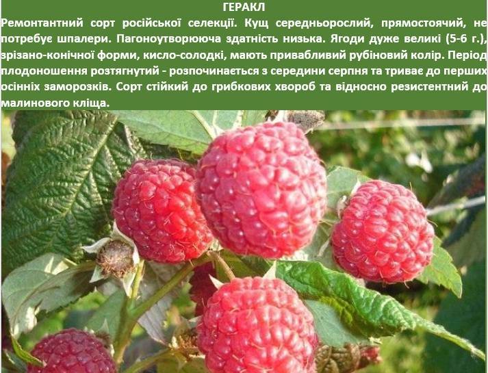 Малина сорт атлант: описание, фото, отзывы, секреты посадки и ухода