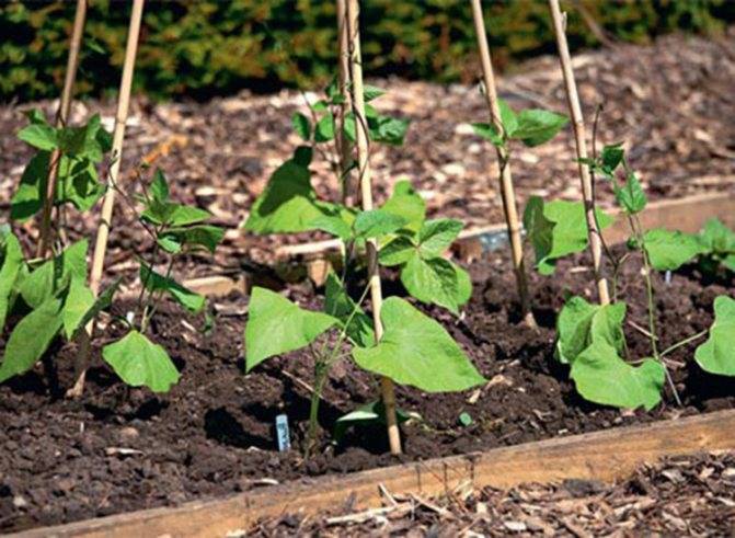 Сроки и правила посадки спаржевой фасоли семенами в открытый грунт 2022 года