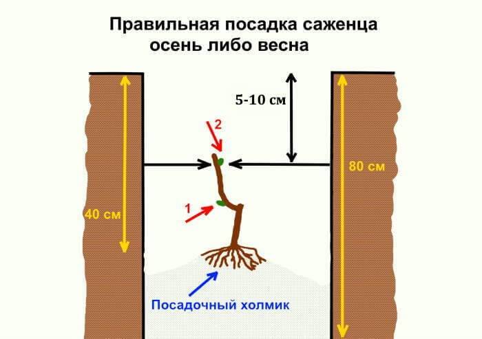 Схема посадки винограда весной саженцами в открытый грунт в средней полосе россии