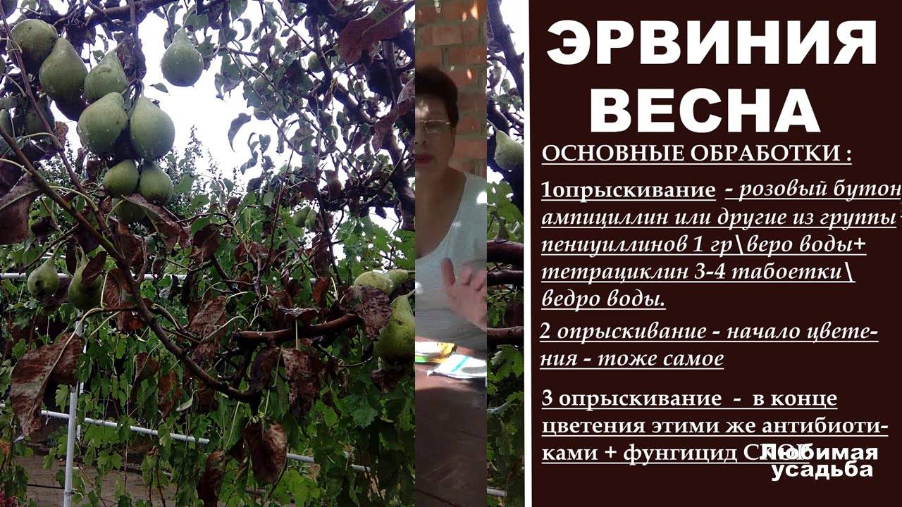 Ожог плодовых деревьев | справочник пестициды.ru