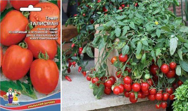 Томат талисман: описание сорта и характеристика, фото ампельных помидоров, отзывы об урожайности