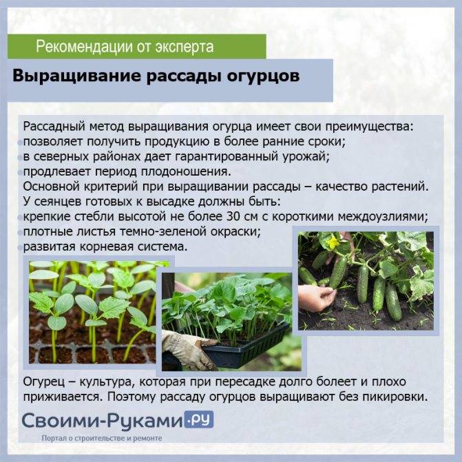 Посадка огурцов в открытый грунт семенами в 2023 году: как и когда сажать пошаговая инструкция