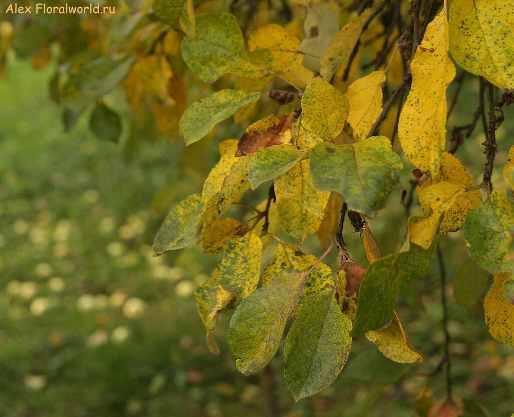 Почему у сливы резко пожелтели листья и стали опадать?
