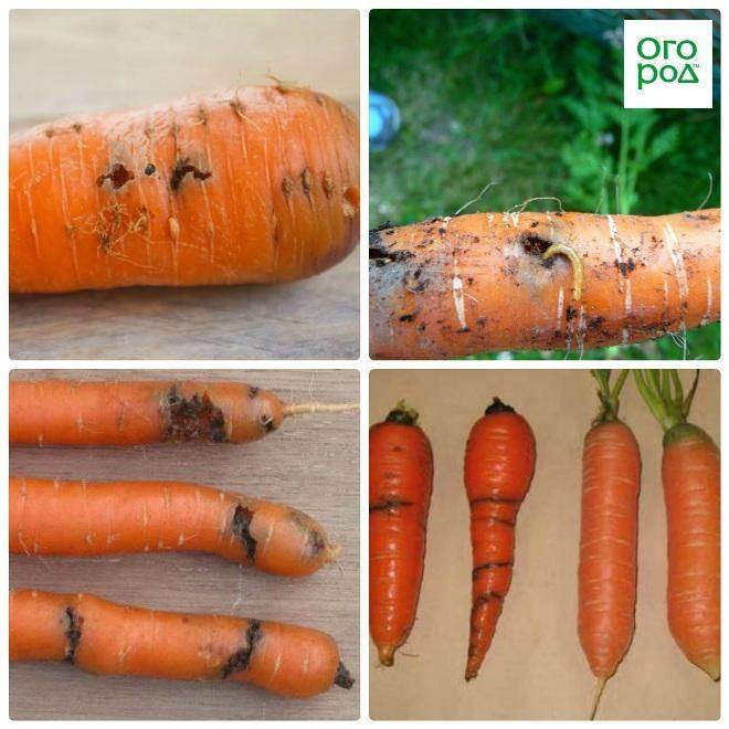 Почему желтеет и сохнет ботва моркови