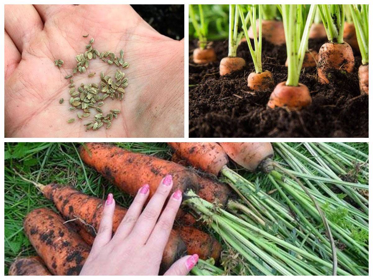 Когда сажать морковь осенью 2022 года, что нужно знать о посадке моркови осенью?