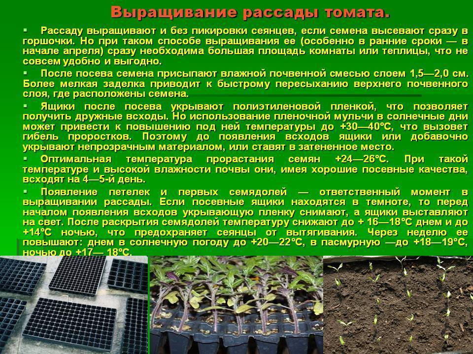 Помидоры после всходов что делать. Технология посева семян. Выращивание рассады. Технология посева рассады. Рассадный метод выращивания овощных культур.