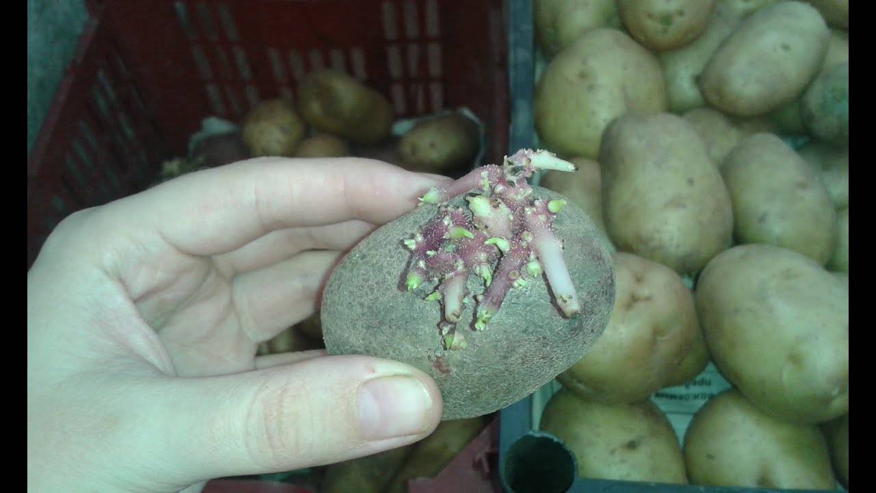 Как правильно выращивать картофель метеор. особенности ухода и хранения корнеплодов
