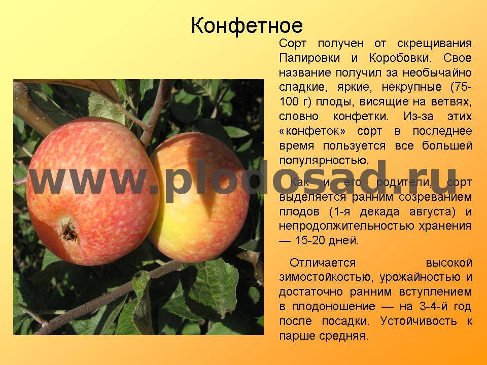 Яблоня конфетное: характеристика и описание сорта с фото, разновидности, выбор деревца, нюансы выращивания, возможные болезни и вредители, мнения садоводов