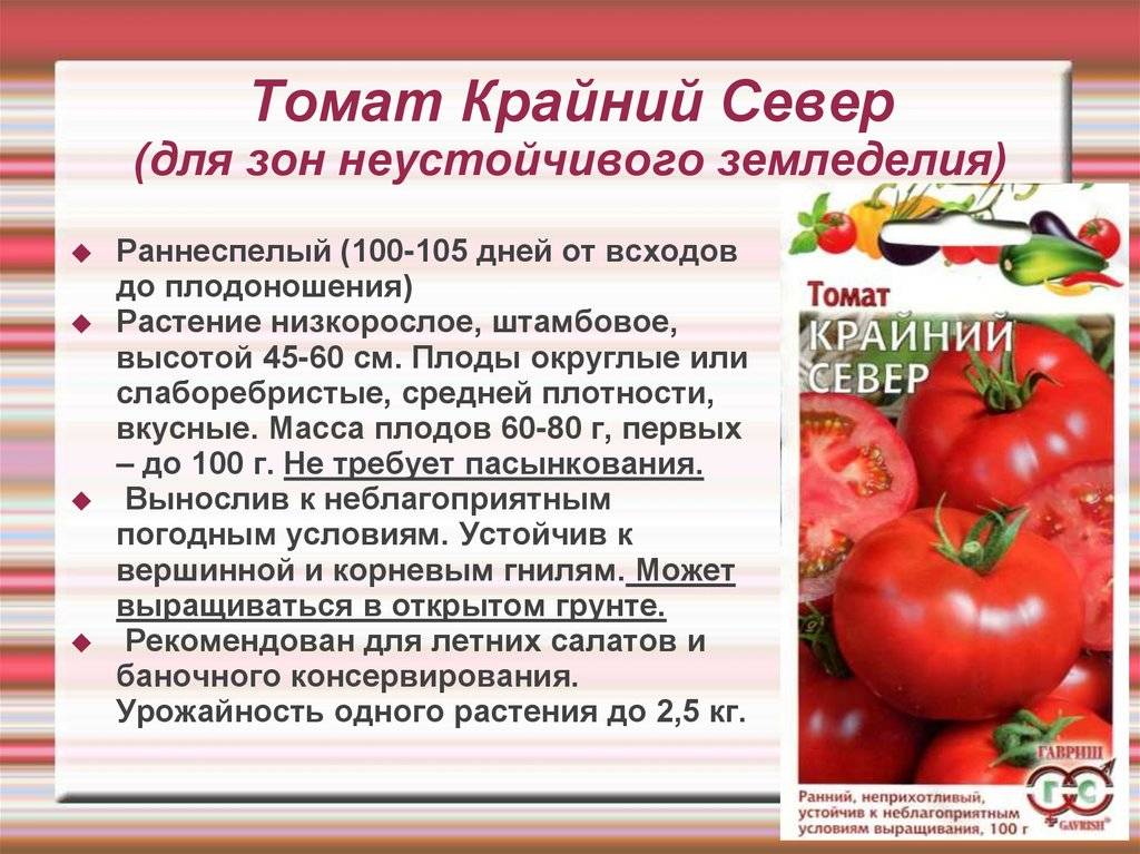 Характеристика томата Крайний север и культивирование сорта