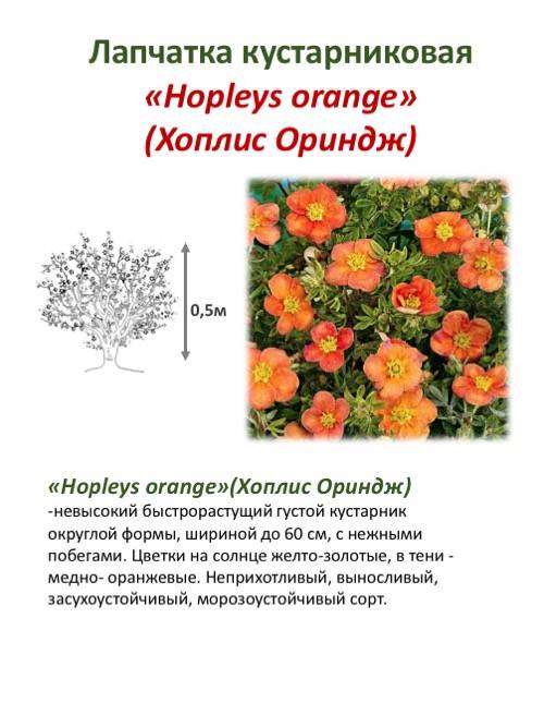 Лапчатка кустарниковая: выращивание и уход в открытом грунте, фото, сорта, размножение, посадка и сочетание в ландшафтном дизайне