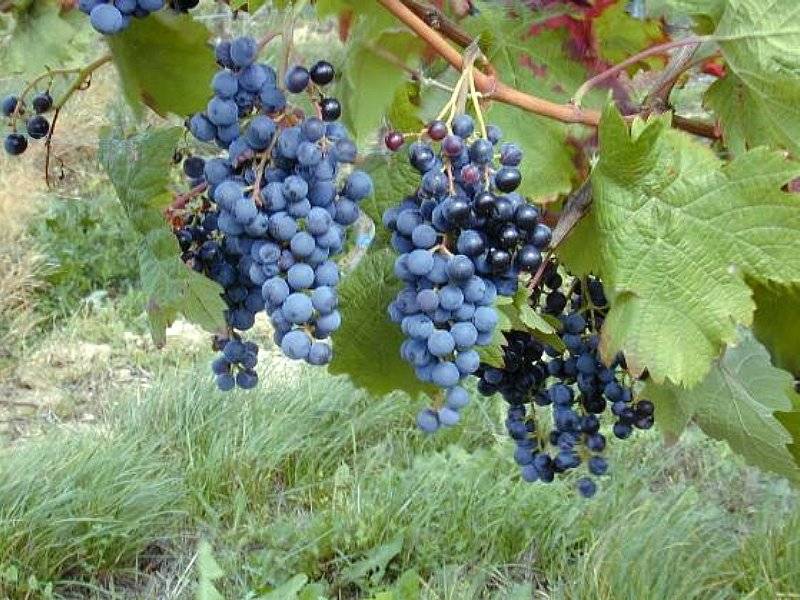 Сорт винограда загадка шарова фото и описание
