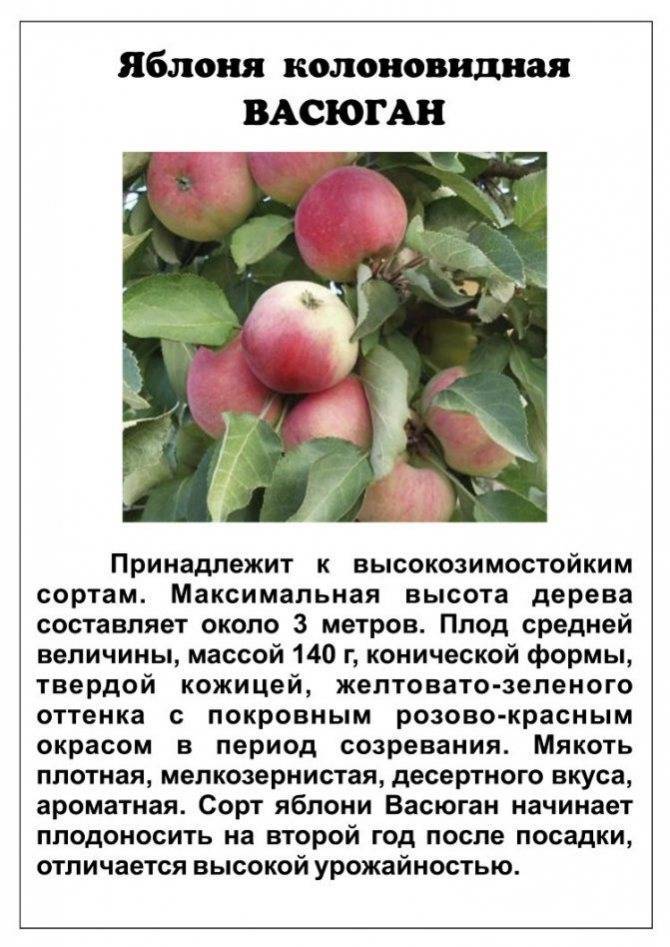 Агроном: характеристика яблони летнего сорта яблочный спас в 2020 году