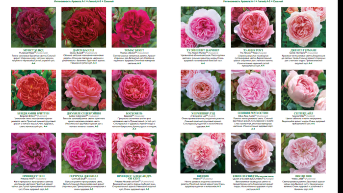 Английские розы: известные сорта и уход за ними