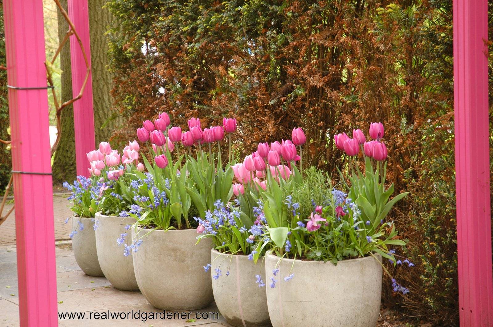 Что посадить рядом с тюльпанами: красивые клумбы в ландшафтном дизайне, когда и с какими цветами посадить рядом, посадка осенью, фото