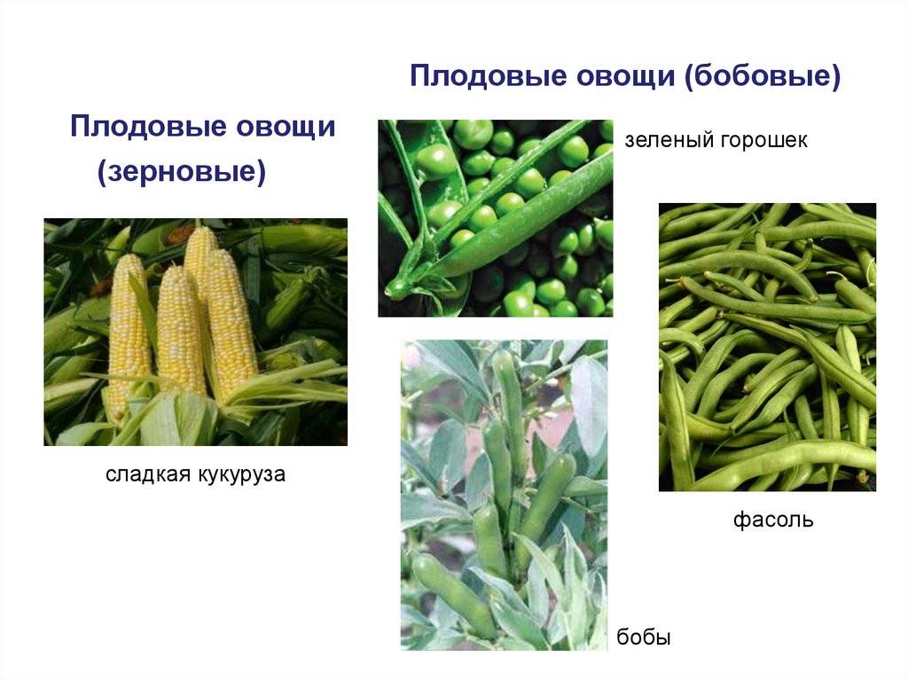 Что такое кукуруза - овощ или фрукт