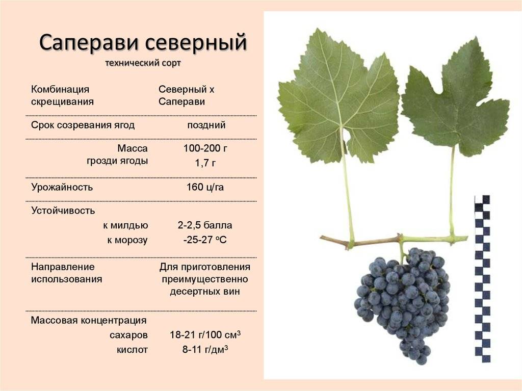 Описание сорта винограда байконур