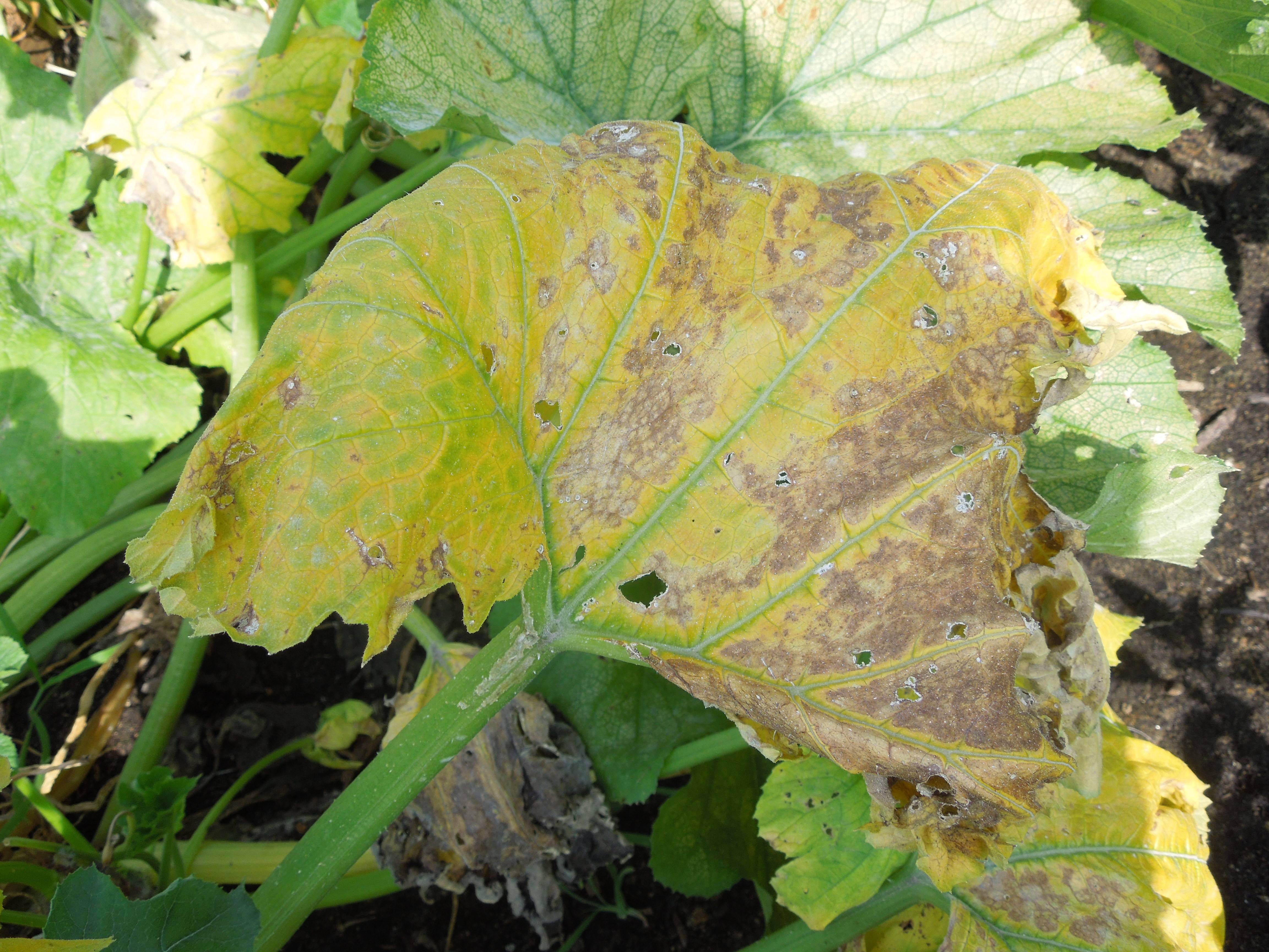 Почему начинают желтеть листья у тыквы в открытом грунте и что делать? - все о фермерстве, растениях и урожае