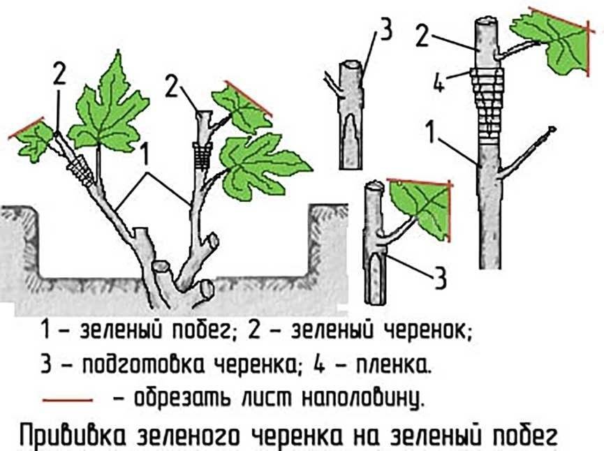 Рассмотрите рисунок на котором агроном изготовил стеблевые черенки