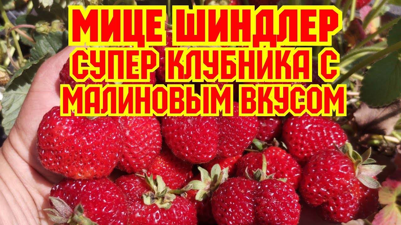 Немецкий сорт клубники с неповторимым вкусом и ароматом «мице шиндлер»