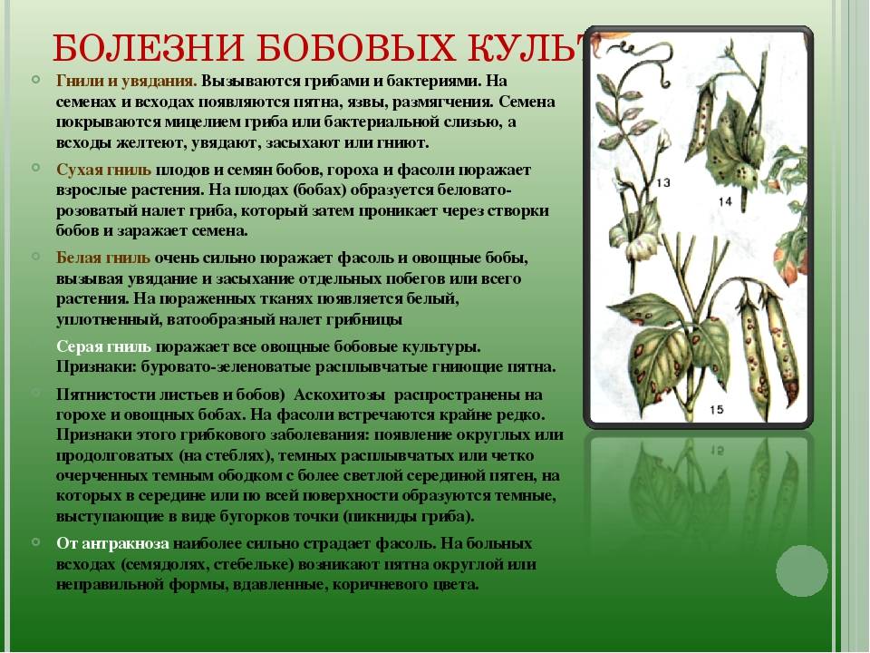 Болезни и вредители гороха и борьба с ними