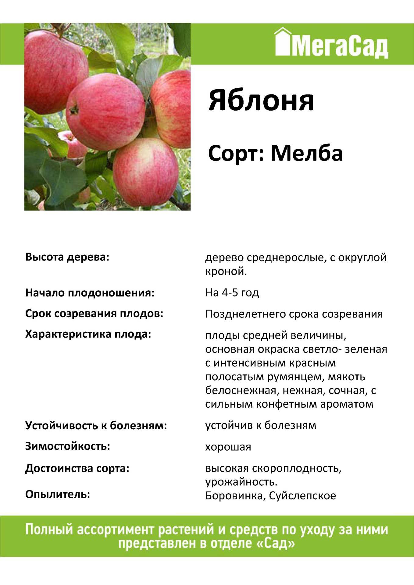 Яблоня имрус: фото и описание сорта, отзывы садоводов