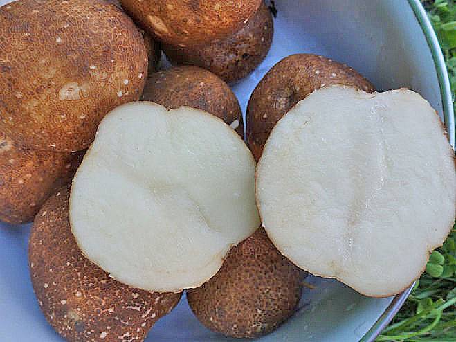 Сорт картофеля киви: характеристика, отзывы, вкусовые качества, урожайность